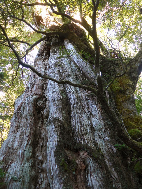 樹齢3,000年の屋久島・紀元杉（2022年1月20日、院長撮影