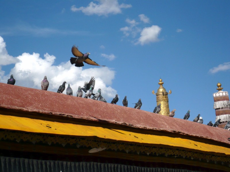 2010年04月　No.183　青空めがけて飛び立つチベット・大昭寺の鳩（2007年9月23日 院長撮影）