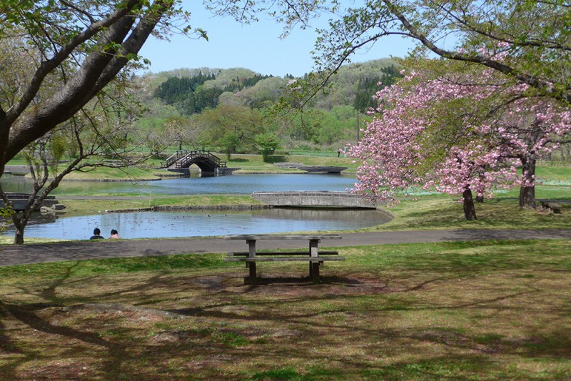 みちのく杜の湖畔公園の桜（2022年4月29日 院長撮影）
