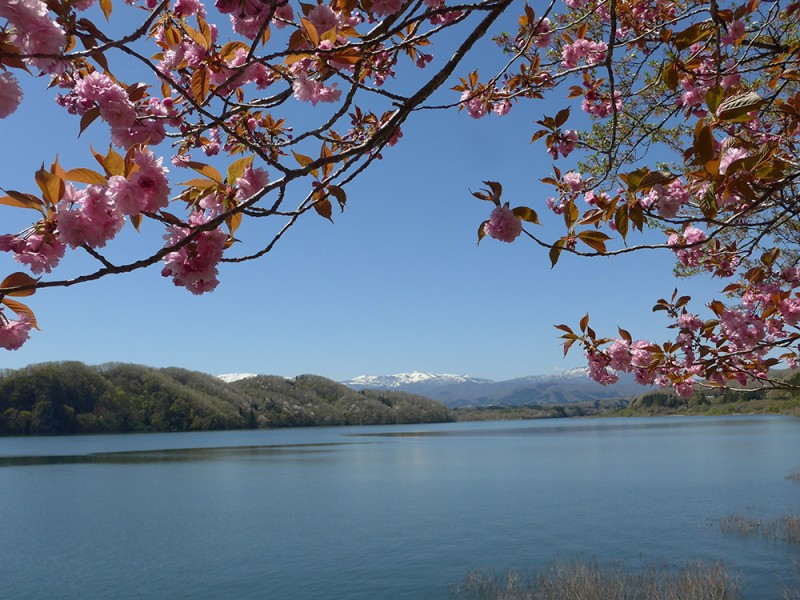 2021年05月　No.315　川崎町の釜房湖に映える八重桜と蔵王連峰（2021-04-23 院長撮影）