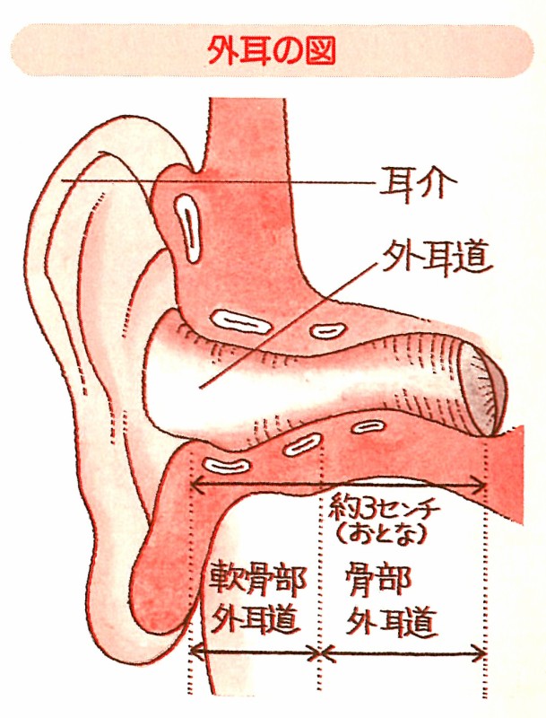 P.19　外耳の図
