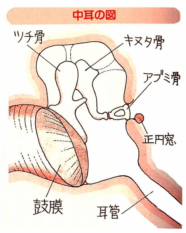 P.20　中耳の図