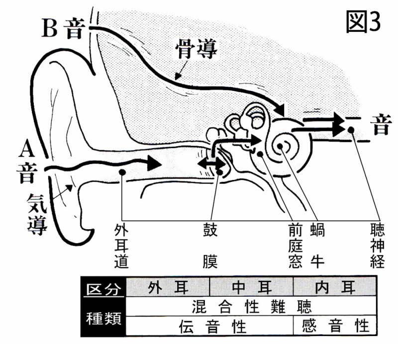 図03 耳の構造